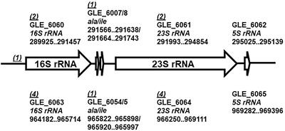 Spectinomycin resistance in Lysobacter enzymogenes is due to its rRNA target but also relies on cell-wall recycling and purine biosynthesis